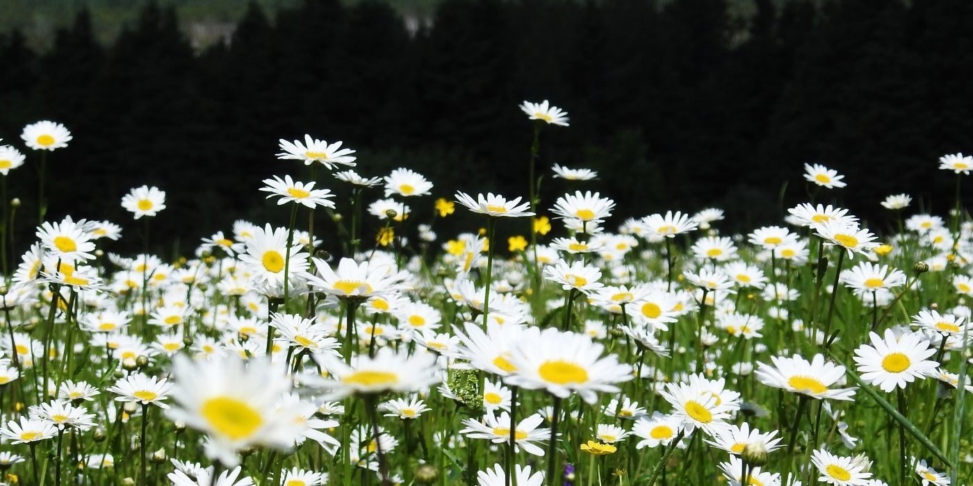 June Newsletter - Armstrong Garden Club