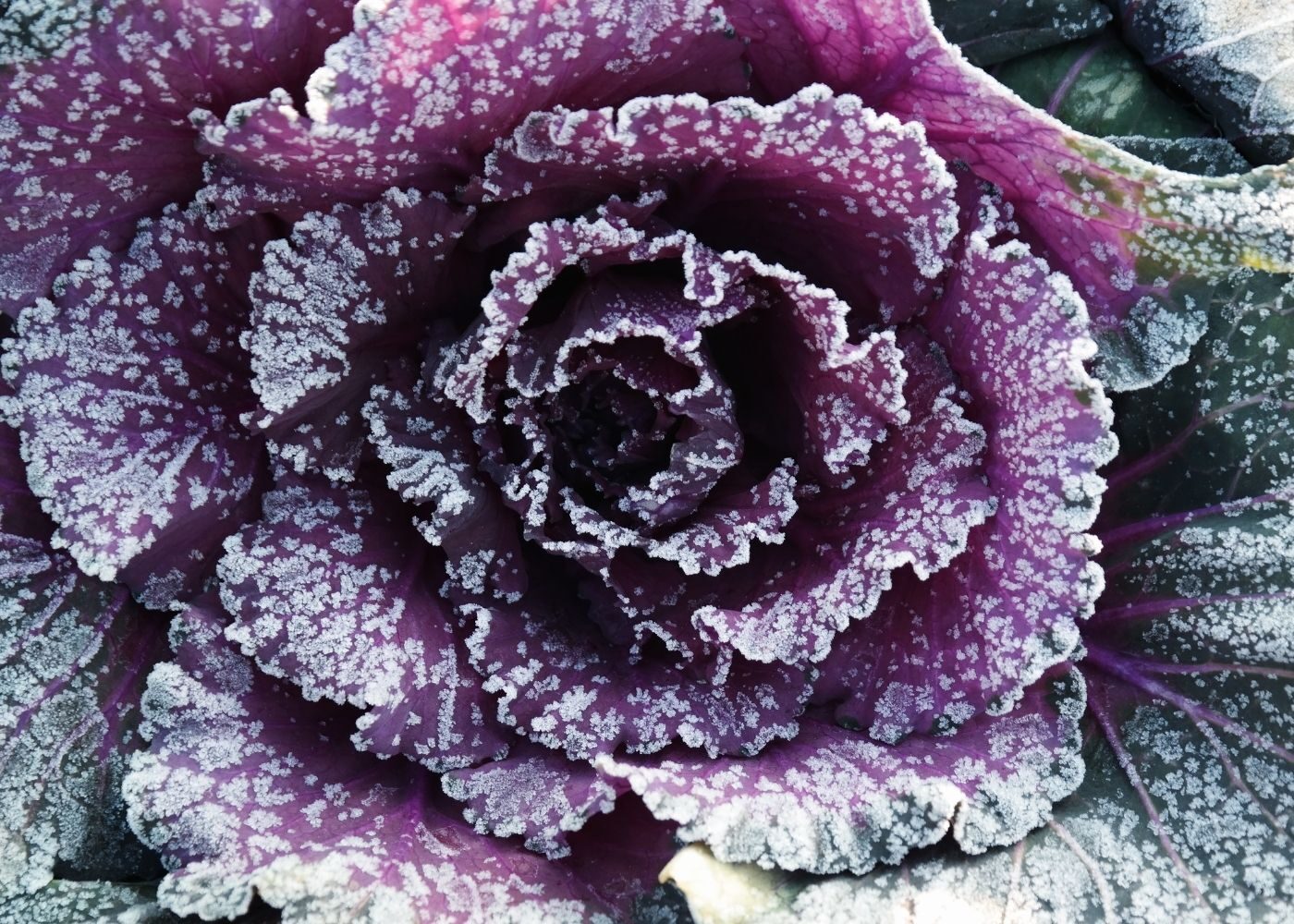November - Armstrong BC Gardening Club Newsletter