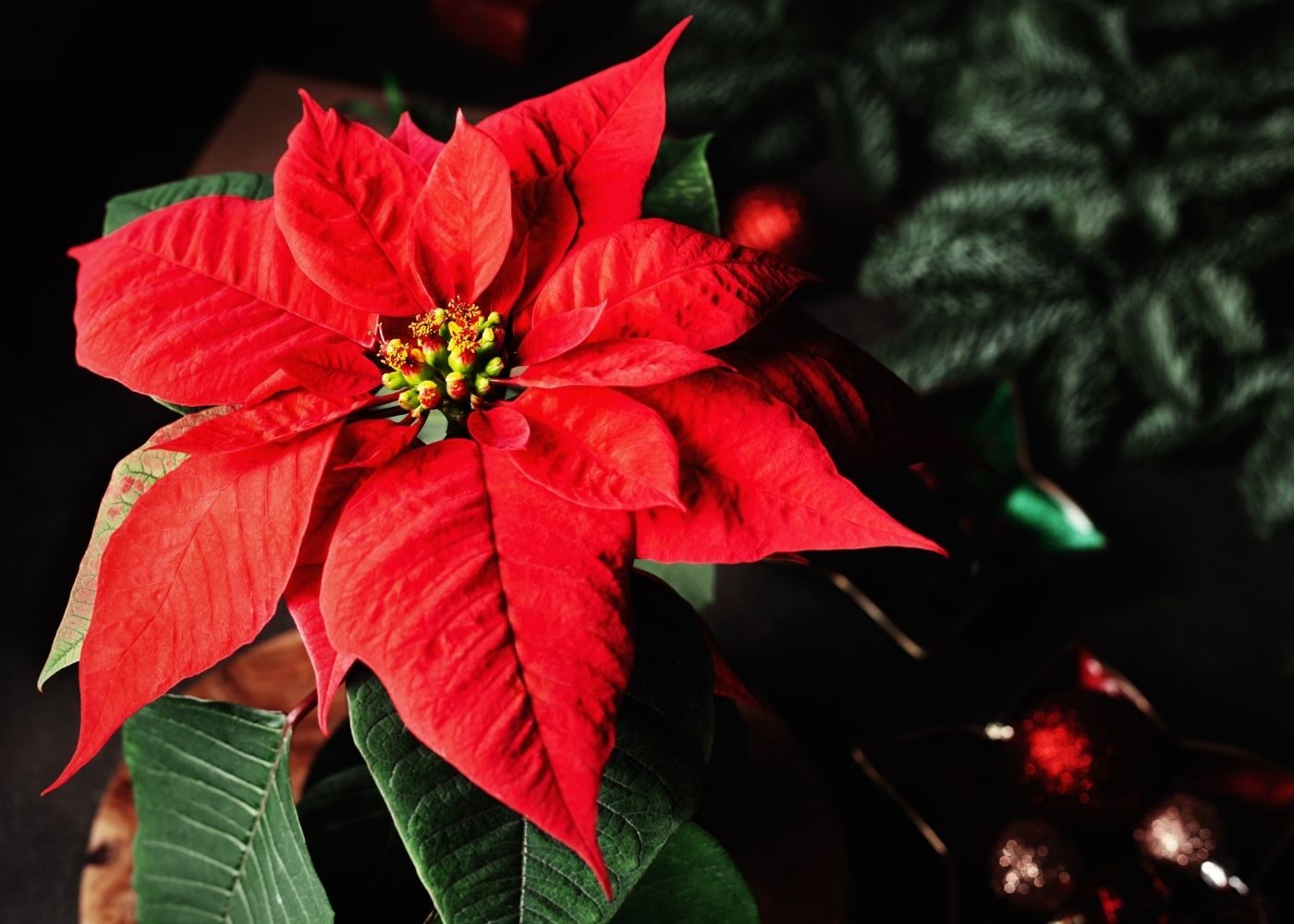 December 2021 Newsletter Summary - Armstrong Garden Club - Canadian Gardening at Christmas