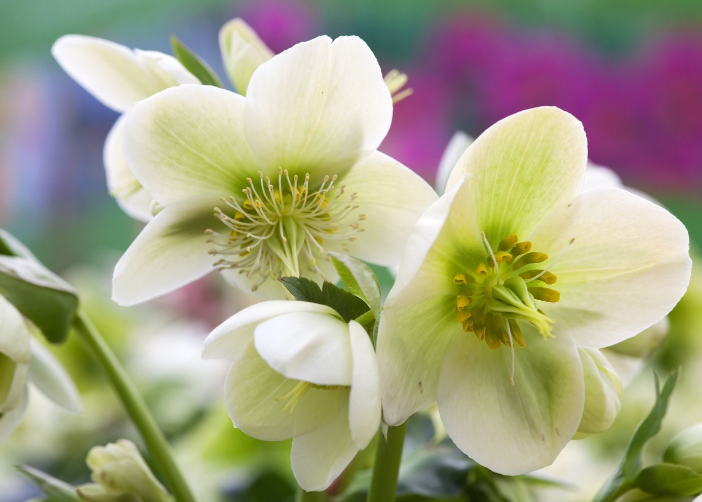 April 2023 - Armstrong Garden Club Update