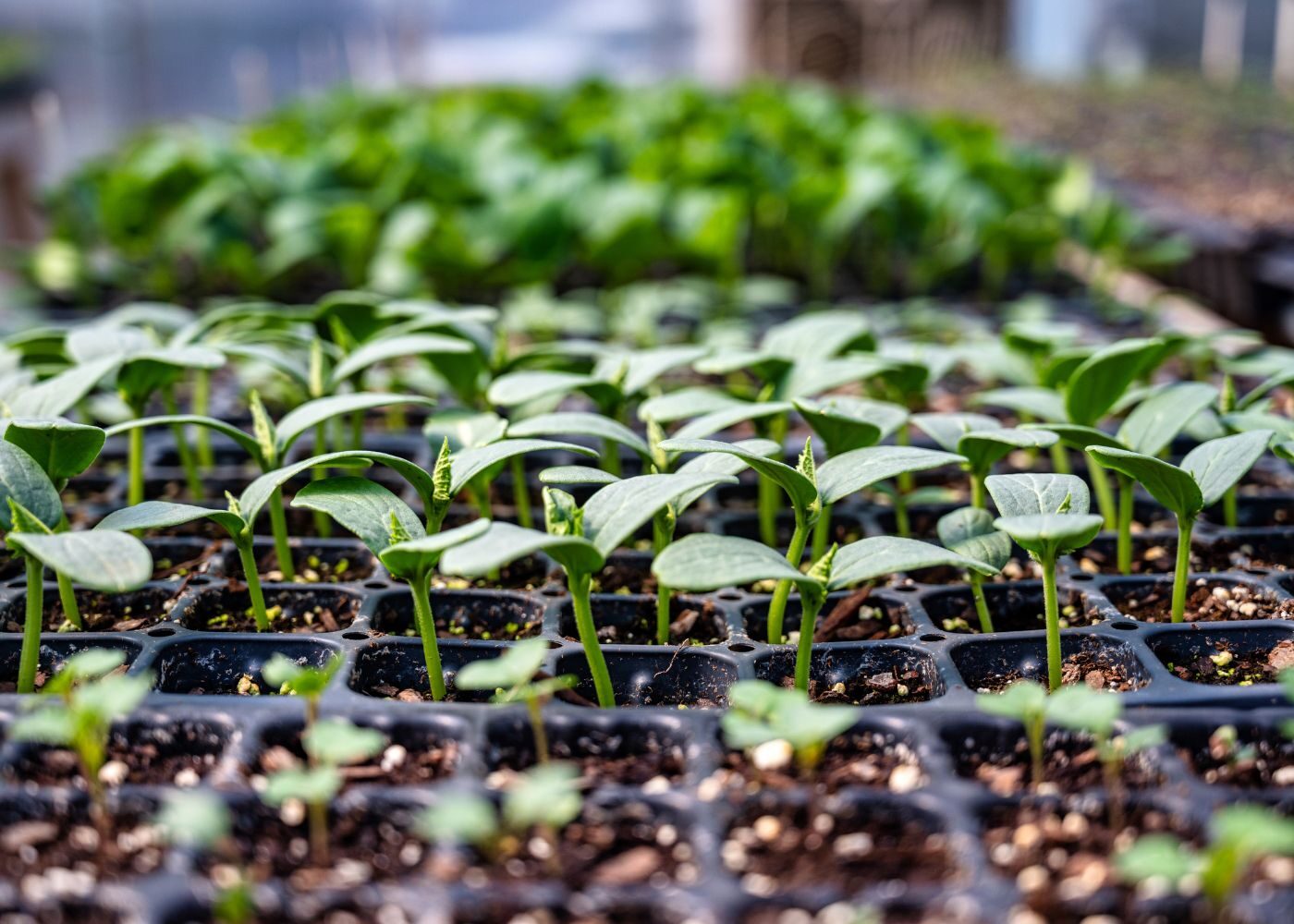 March 2023 - Armstrong Garden Club Update