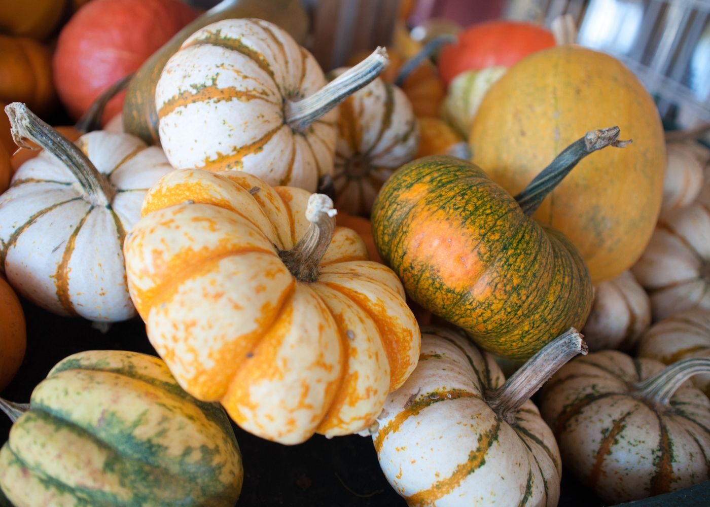October 2022 Garden Club Update