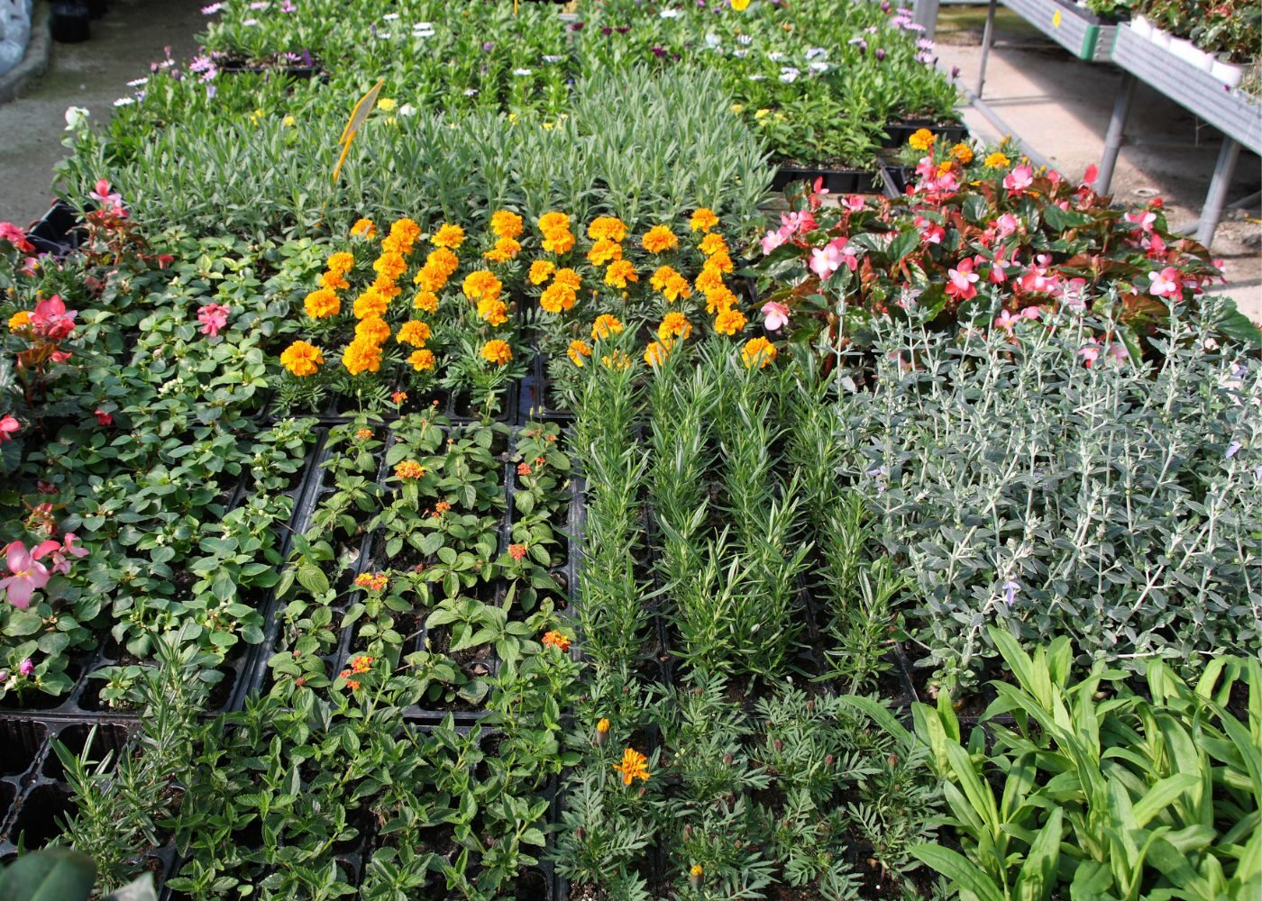 Preparing for the plant sale