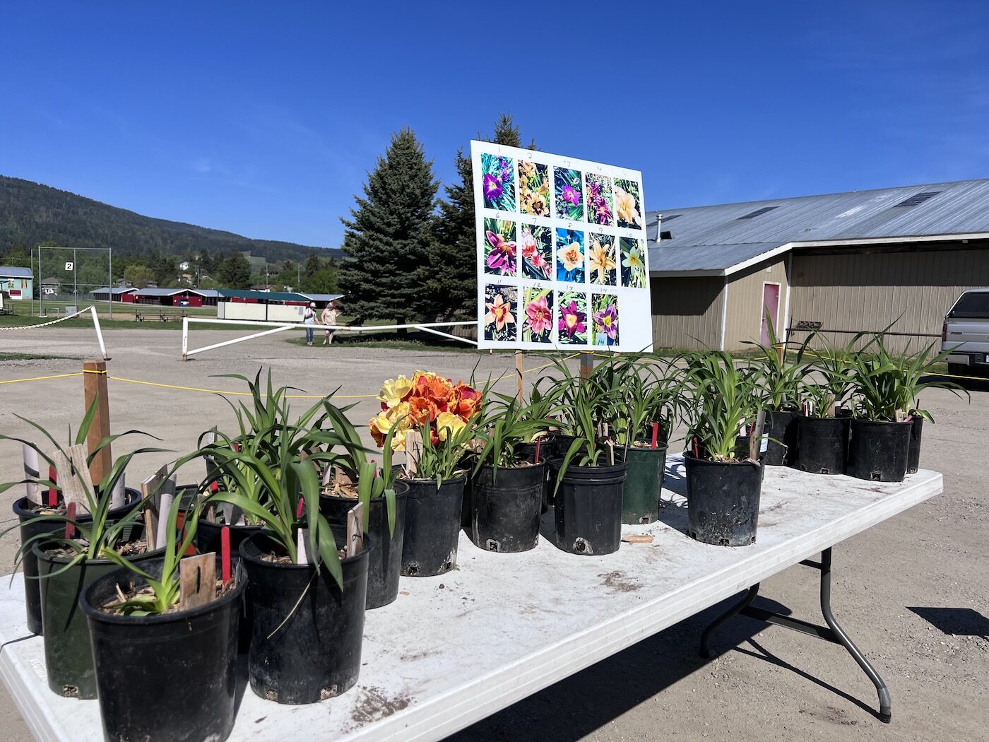 daylilies for sale