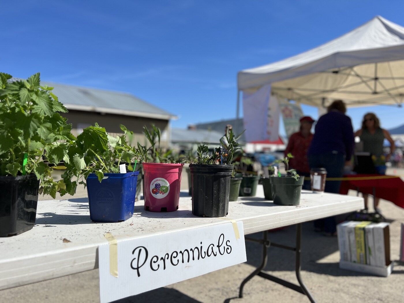 perennials at plant sale