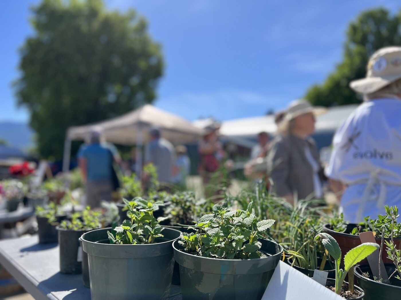 plant sale - garden club