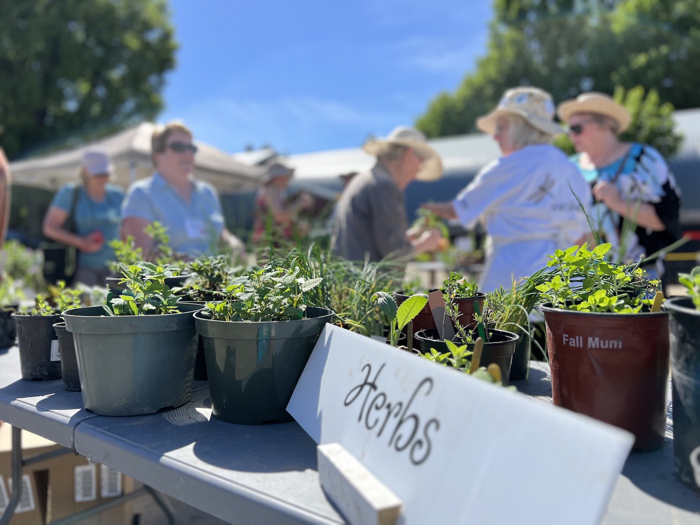 herbs at plant sale